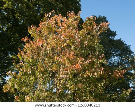 Autumnal Colours of a Japanese Bird Cherry Tree (Prunus grayana) in a Woodland Garden in Rural Devon, England, UK