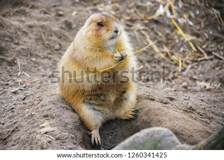Picture of young gopher in the zoo sitting and eating on the stone