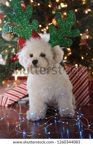 Bichon Frise. Bichon Frise Christmas Portrait. White dog with Green Christmas Antlers under a Christmas tree. Dog photos. 
