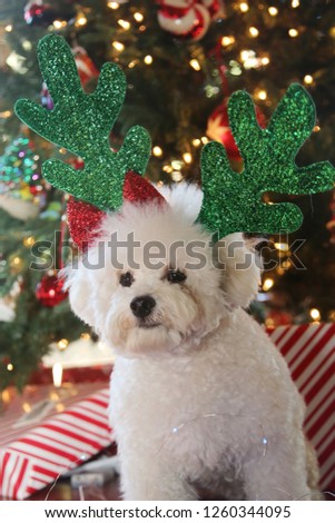 Bichon Frise. Bichon Frise Christmas Portrait. White dog with Green Christmas Antlers under a Christmas tree. Dog photos. 
