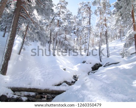               Winter landscape. Snow wood in a perfect Christmas card. First sun rays and snow                 