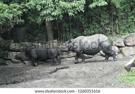 Couple of Indian Rhinoceros (Rhinoceros unicornis), also called the greater one-horned rhinoceros and great Indian rhinoceros. Family Rhinocerotidae.

