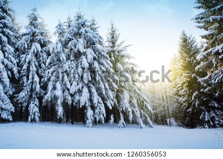 Pine trees with snow in winter and sun. Winter background.