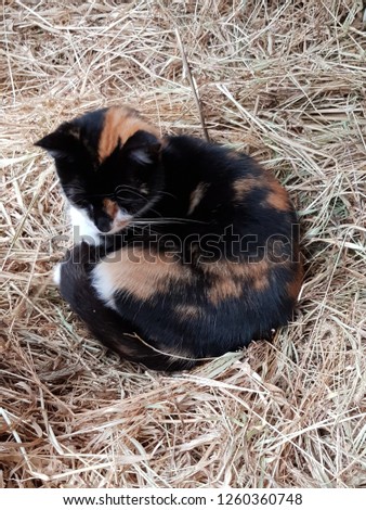 Cat sleeps on dry hay