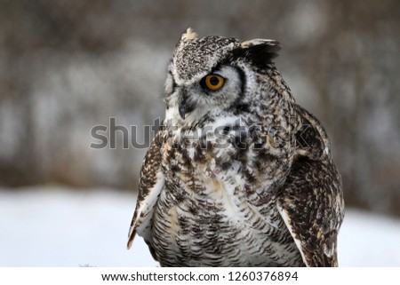 Great Horned Owl closeup
