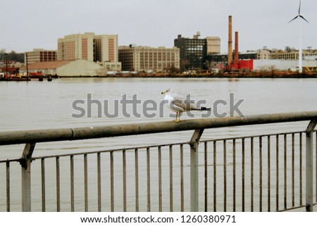 Seagull on Brooklyn Waterfront