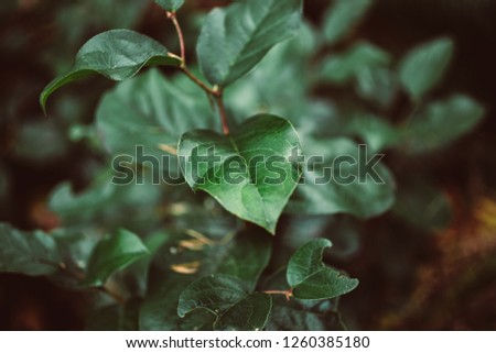 Small leafy plant on the forest floor