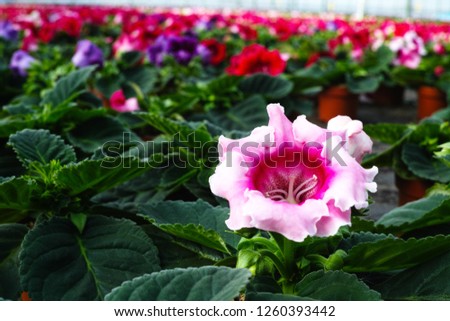 Gloxinia flowering colorful houseplants cultivated as decorative or ornamental flower, growing in greenhouse