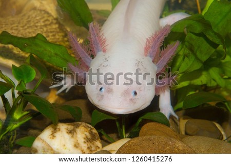 Underwater Axolotl portrait close up in an aquarium. Mexican walking fish. Ambystoma mexicanum.