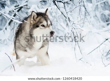 Alaskan Malamute dog on a winter 
