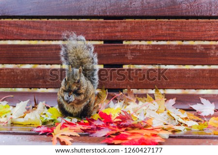 Funny Canadian squirrel is eating on the bench in the autumn park