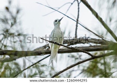 White tern-Gygis blanche (Gygis alba), Birds of Polynesia.