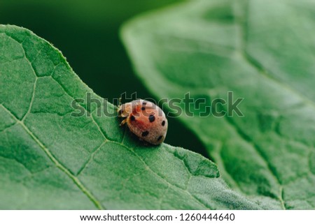 Little cute red lady bug walking and clinging on the fresh green leave for living life in tiny garden in the park.