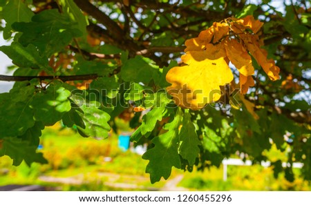 Yellowed leaves on an oak branch together with green leaves closeup in summer