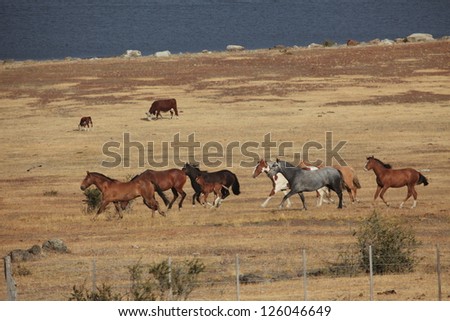 Horse Riding Patagonia