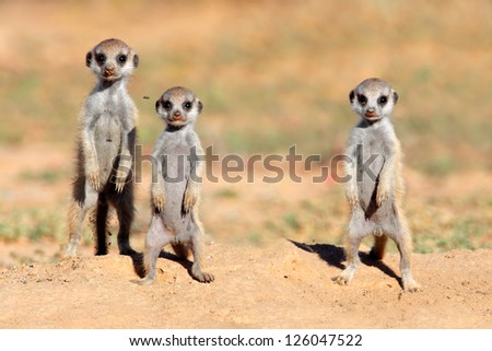 Cute meerkat babies (Suricata suricatta), Kalahari desert, South Africa
