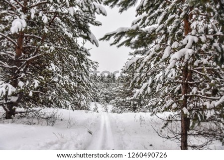 Ski trail in snowy forest