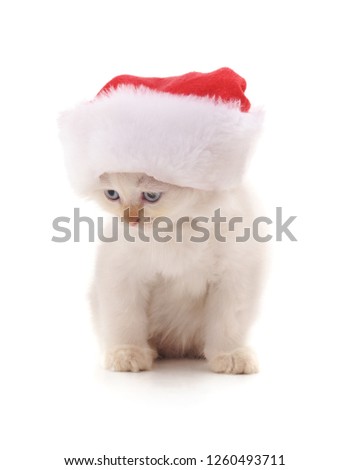 Kitten in Christmas hat isolated on a white background.