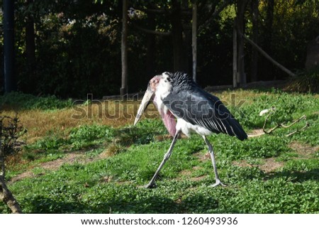 Marabou stork or Leptoptilos crumenifer, walking on green grass.
