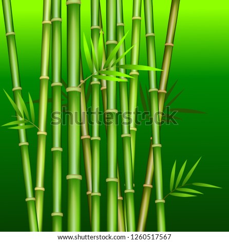 Green bamboo stems and leaves