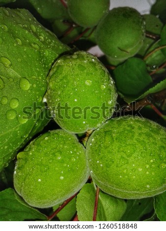 This picture gives a beautiful touch to the apricot that rain falls on.