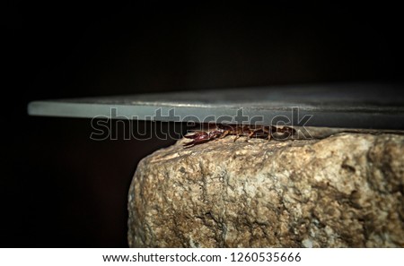 Scorpio hiding under a stone. A brown scorpion sits on a stone in the dark.