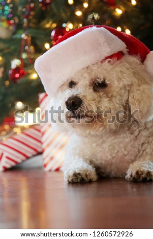 Bichon Frise. Bichon Frise Christmas Portrait. Santa Paws. Fuzzy white dog wearing a Santa Claus Hat with an out of focus Christmas tree.
