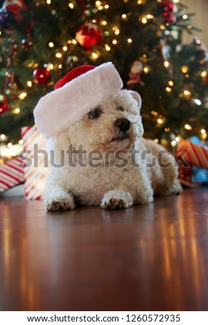 Bichon Frise. Bichon Frise Christmas Portrait. Santa Paws. Fuzzy white dog wearing a Santa Claus Hat with an out of focus Christmas tree.
