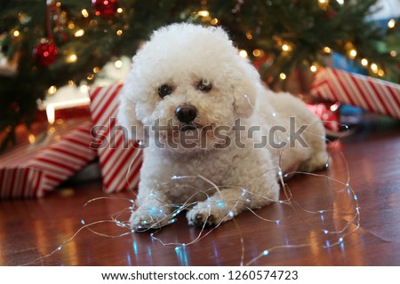 Bichon Frise. Bichon Frise Christmas Portrait. Fuzzy white dog with micro Christmas lights. 
