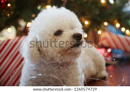 Bichon Frise. Bichon Frise Christmas Portrait. Fuzzy white dog with micro Christmas lights. 
