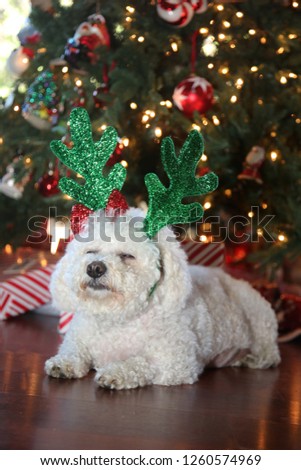 Bichon Frise. Bichon Frise Christmas Portrait. 
Cute dog with Christmas Deer Antlers in green glitter.