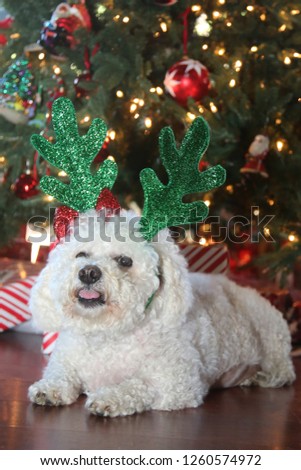 Bichon Frise. Bichon Frise Christmas Portrait. 
Cute dog with Christmas Deer Antlers in green glitter.