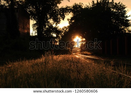 A photo of grasses growing wild next to a railroad with the evening sun shining through some trees int he background of the image. The focus of the image is on the grasses in the foreground.