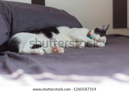 Cat sleeping with happiness mood tone of picture