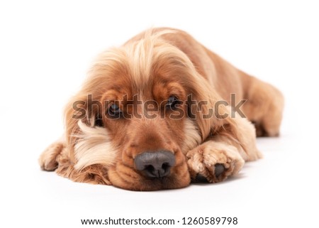 Golden Cocker Spaniel puppy dog laying down isolated against a white background