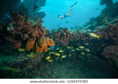 Adventurous girl snorkeling in the ocean coral reef. Located near Key West, Florida, United States.