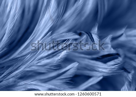 abstract chickens feather texture for background, soft color and blur style