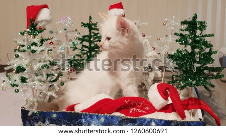 little white cat 