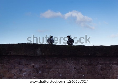 two pigeons  are on a]the brick wall