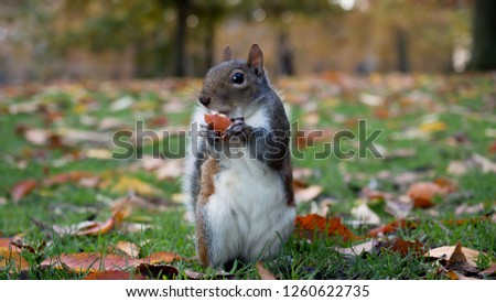 squirrel eating an apple on the grass