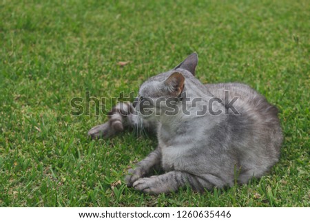Gray cat lying in the grass of the garden.