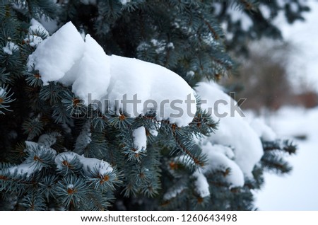 Fir tree with snow on the branches