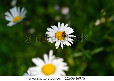 shasta daisy on field
