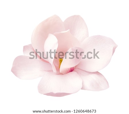 tender spring pink magnolia flower isolated on white background