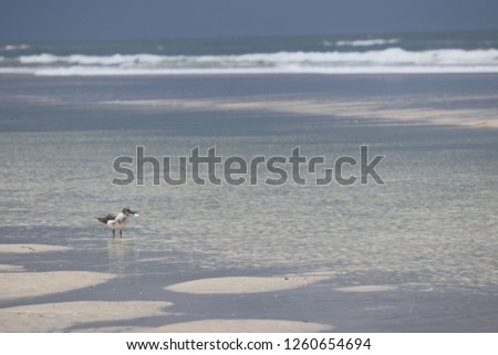 Seagull birds on the beach.