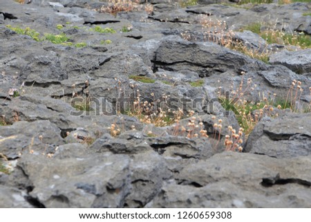 Rocks with wild flowers