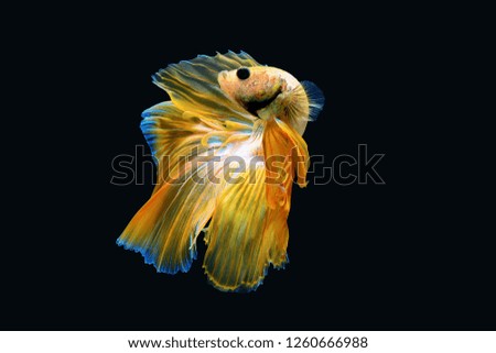 Betta fish fighting wallpaper