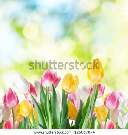 Tulips flowers on a blur background of nature. Spring background.