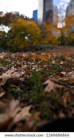 Autumn leaves on ground