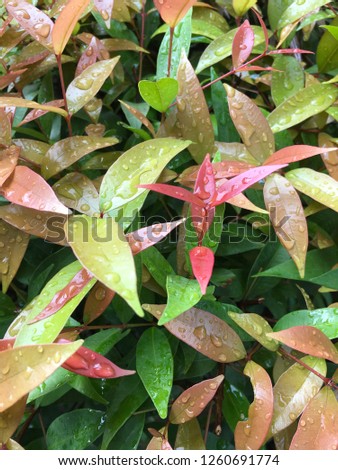 a colour of leaves
